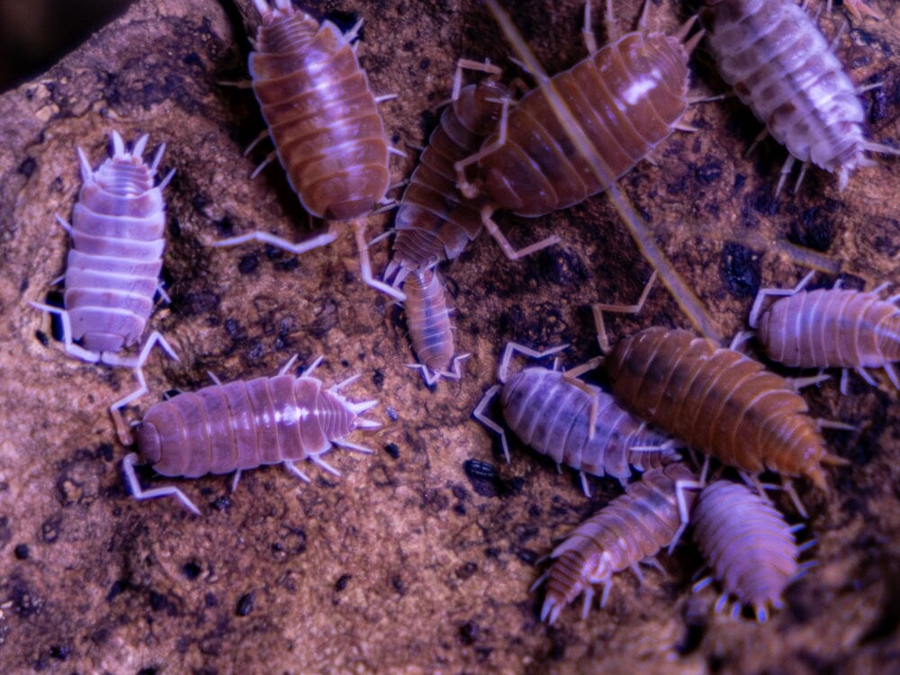 "Orange Cream" Isopods (Porcellionoides pruinosus)