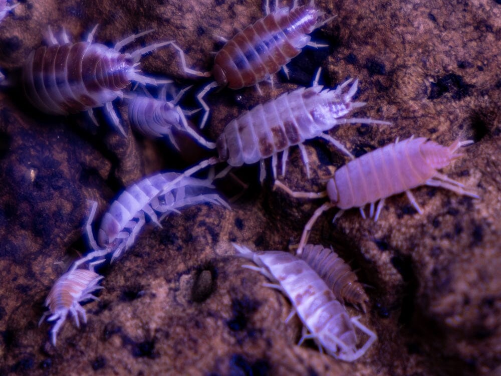 "Orange Cream" Isopods (Porcellionoides pruinosus)