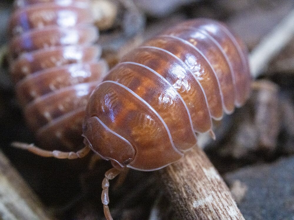 10ct "Orange Vigor" Isopods (Armadillidium Vulgare)
