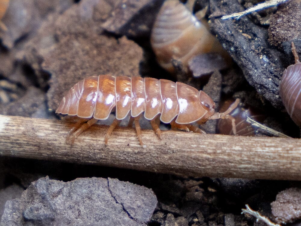 10ct "Orange Vigor" Isopods (Armadillidium Vulgare)
