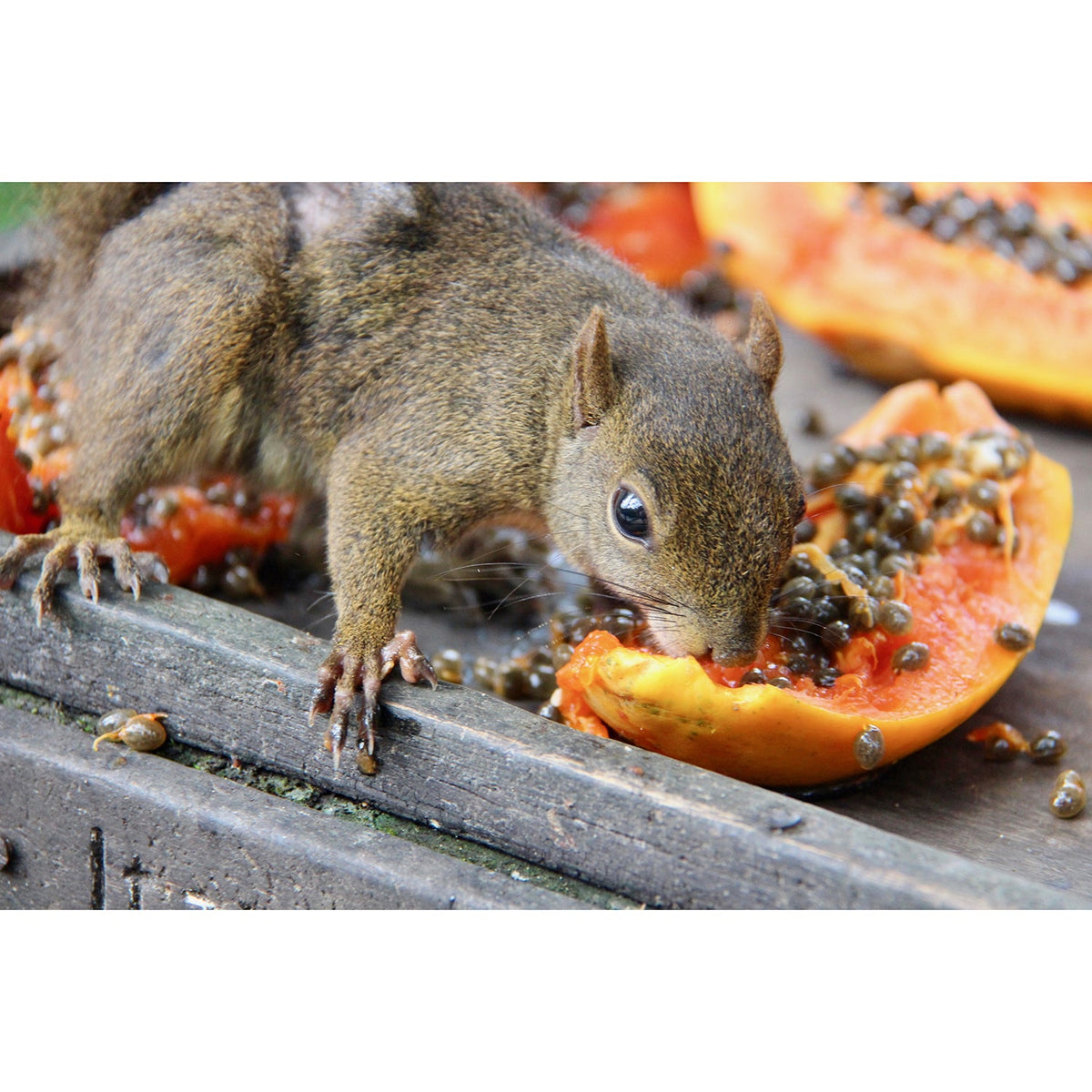 Papaya Treat
