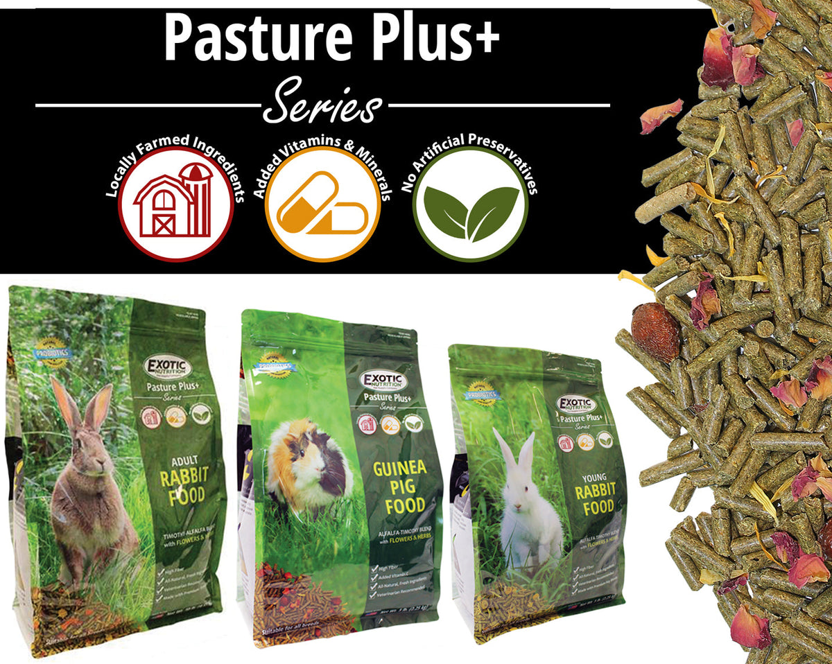 Young Rabbit Food