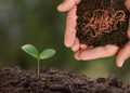50% Off Fresh Worm Castings - Premium Vermicompost