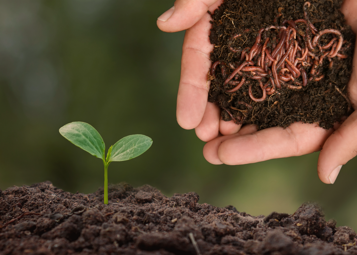 50% Off Fresh Worm Castings - Premium Vermicompost