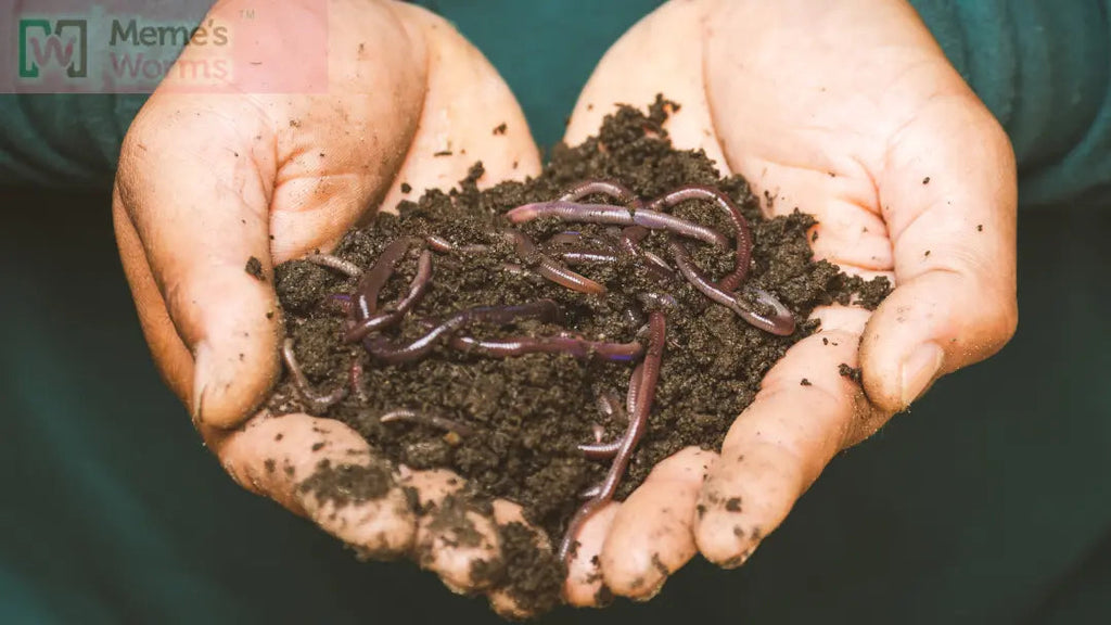 Hobbyist Bundle - Ready to Go Worm System, Worm Bin, Course and Castings