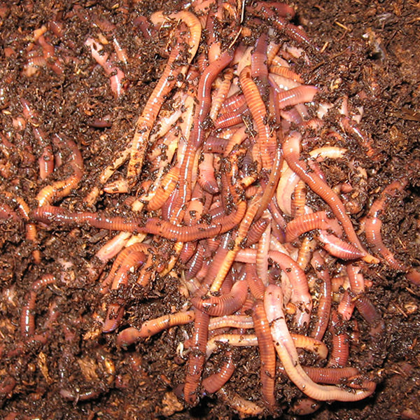 Red Wigglers -  (Eisenia fetida, Eisenia foetida) Compositing Worms