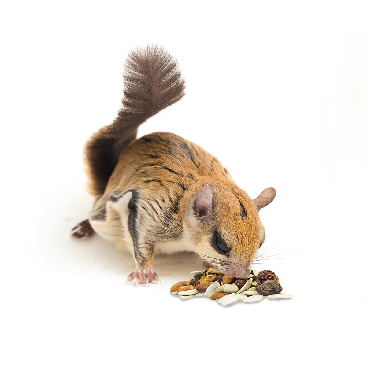 Squirrel Complete Squirrel Food