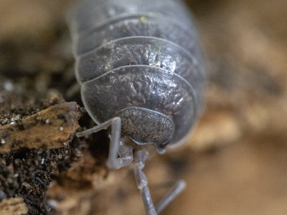 "Wild Type" Isopod (Porcellio Leavis) 10ct