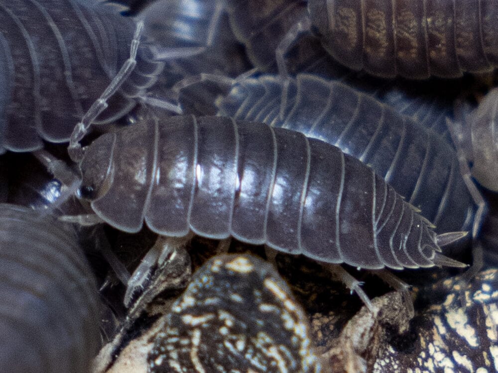"Wild Type" Isopod (Porcellio Leavis) 10ct
