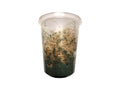 Fruit Flies - Wingless Melanogaster Culture