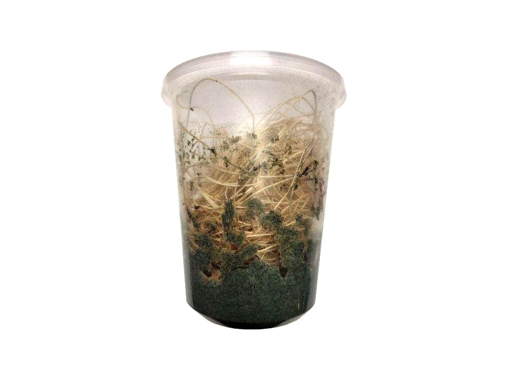Fruit Flies - Wingless Melanogaster Culture - Free Shipping