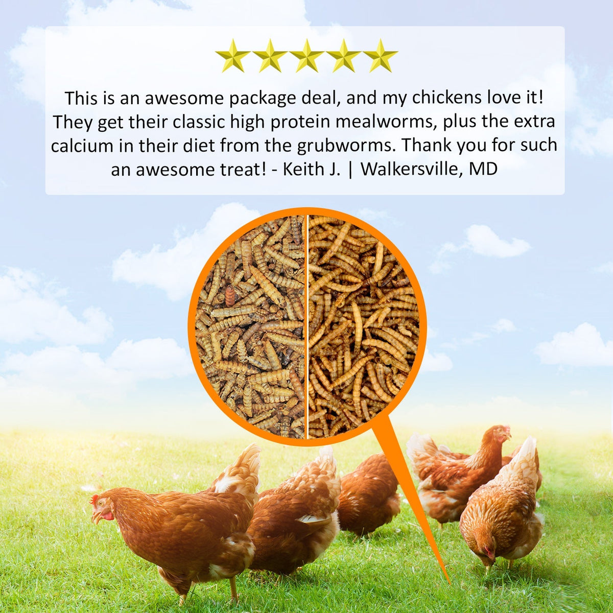 Worm Value Pack / 11 lb. Mealworms + 5 lb. Grub-Worms
