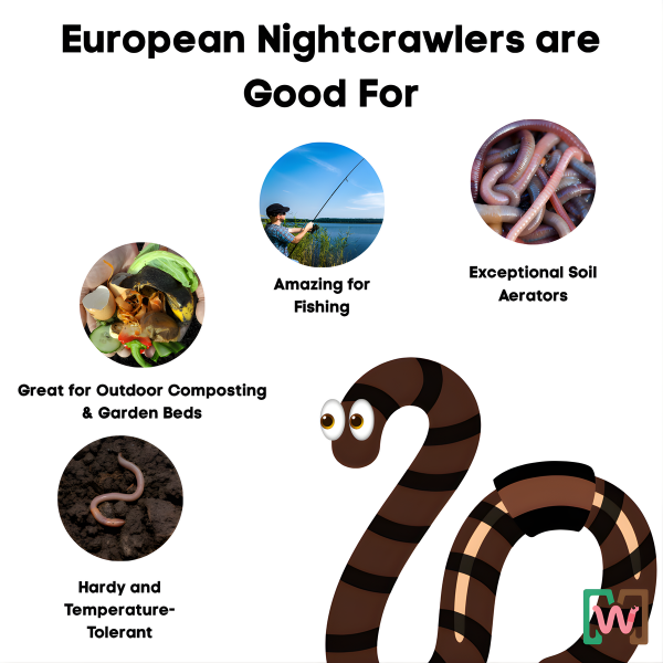 Bulk Pure European Nightcrawlers For Sale - Composting Worms - FREE SHIPPING