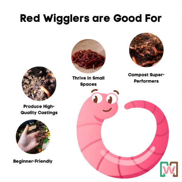 20LBS Pure Red Wiggler Composting Worms For Sale - FREE SHIPPING  (Approx. 20000 Worms)