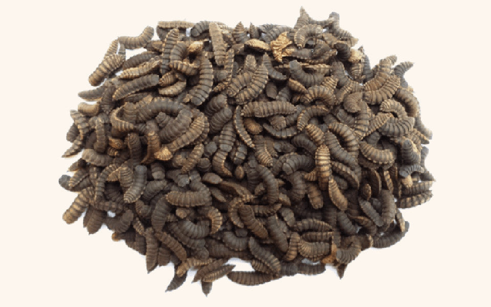 Live Black Soldier Fly Larvae For Sale - Free Shipping