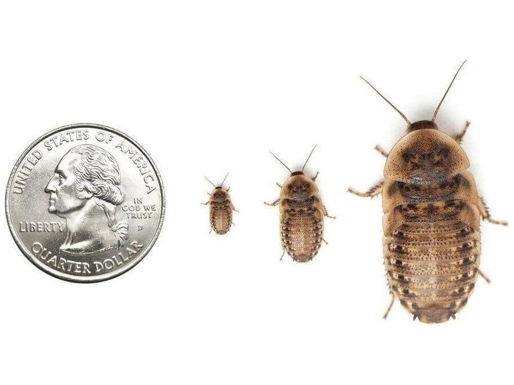 Jumbo Dubia (Pre-Adult)