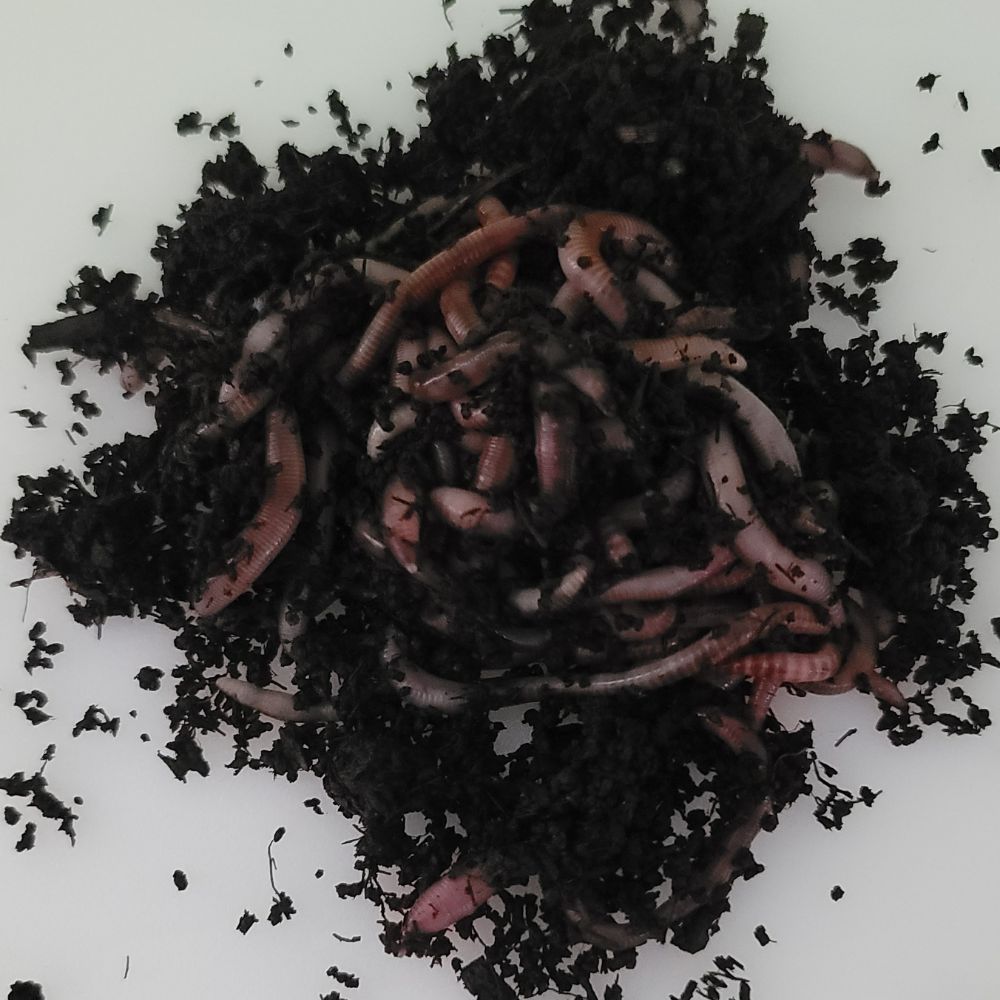 Bulk Pure European Nightcrawlers For Sale - Composting Worms - FREE SHIPPING