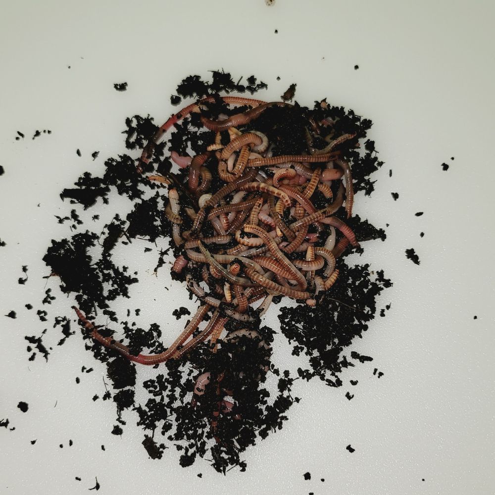 Bulk Pure European Nightcrawlers For Sale - Composting Worms - FREE SHIPPING
