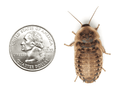 XL Dubia Roaches 250ct Auction