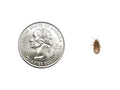 X-Small Dubia Roaches 500ct Auction