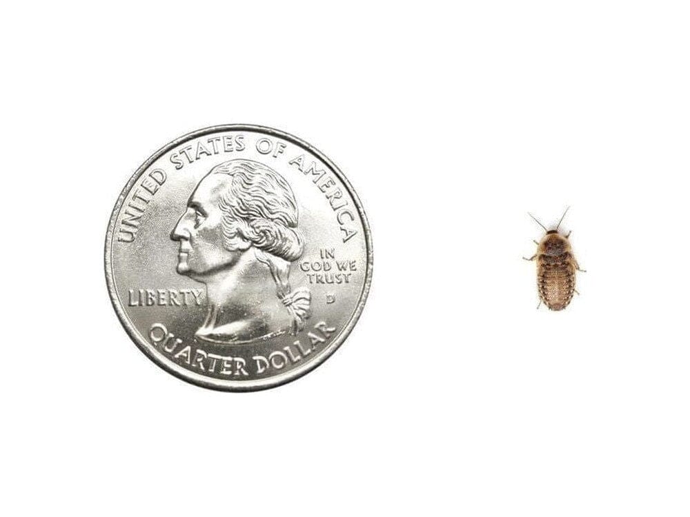 X-Small Dubia Roaches 500ct Auction