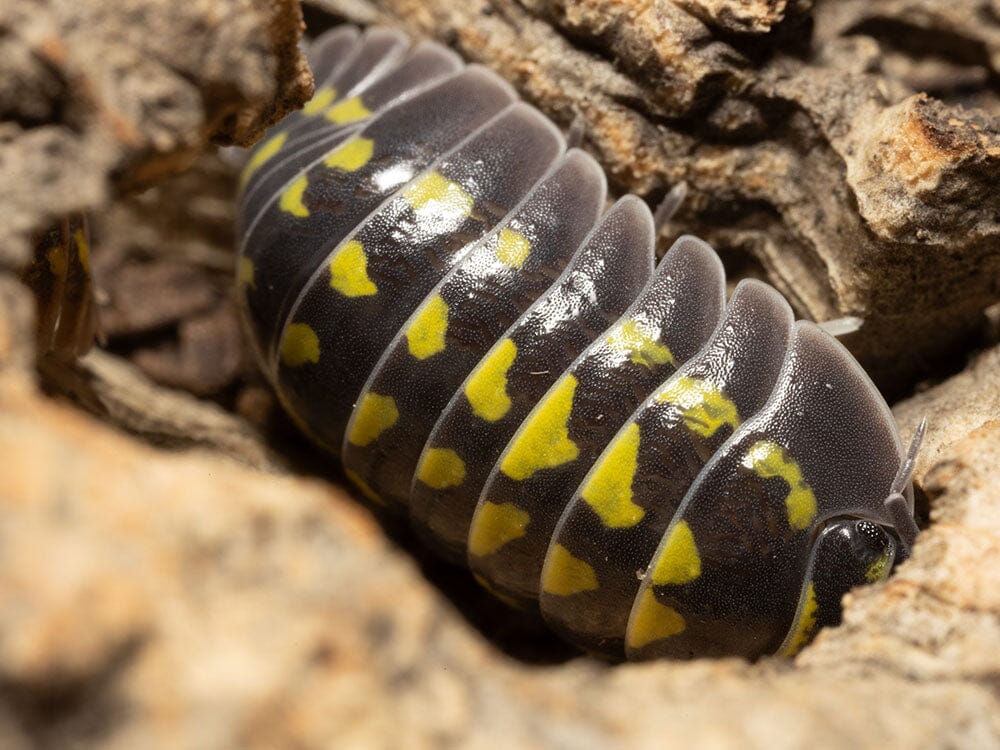 "High Yellow Spotted Giant" isopods (Armadillidium Gestroi)
