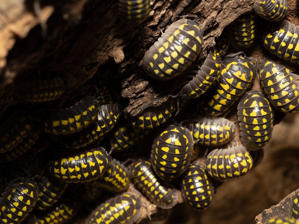 "High Yellow Spotted Giant" isopods (Armadillidium Gestroi)