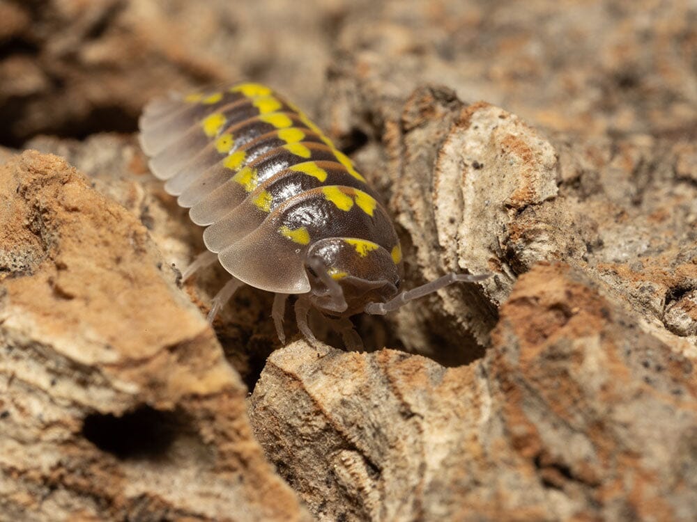 "High Yellow Spotted Giant" isopods (Armadillidium Gestroi)