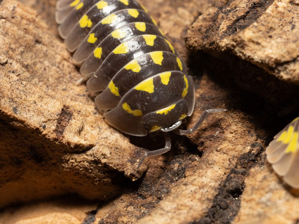 "High Yellow Spotted Giant" isopods (Armadillidium Gestroi)