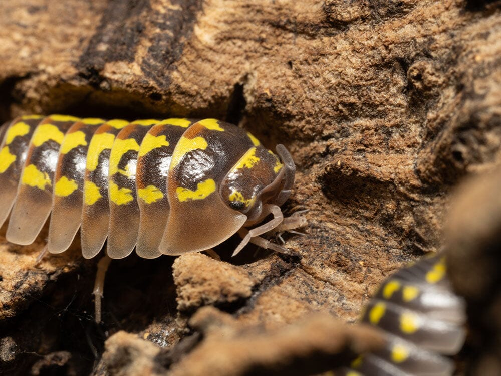 "High Yellow Spotted Giant" isopods (Armadillidium Gestroi)