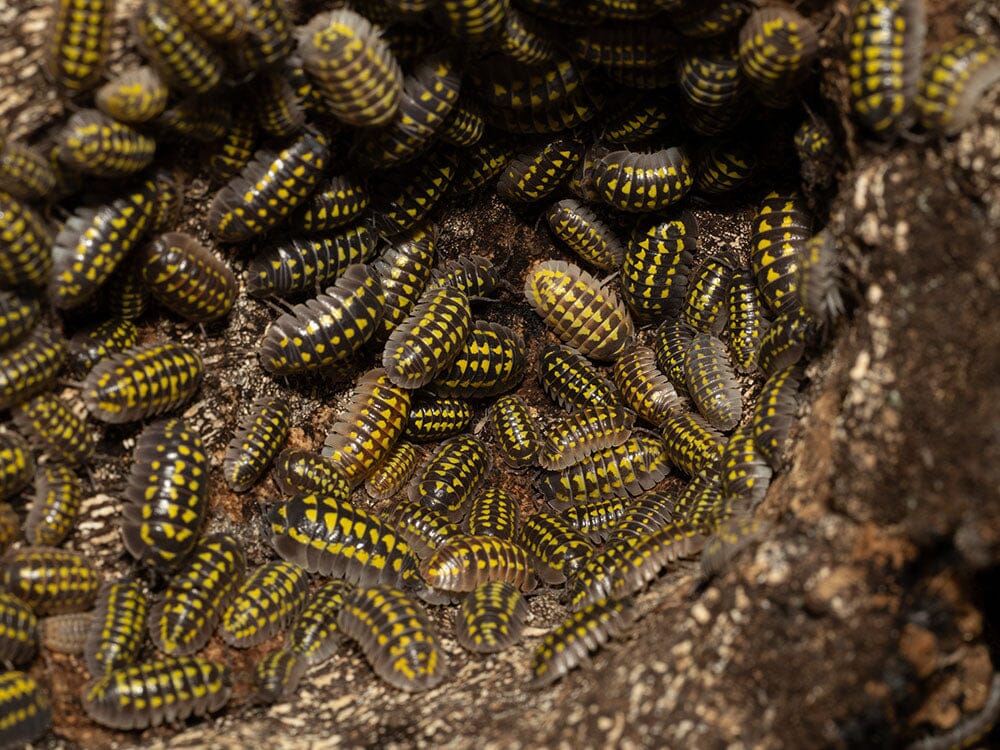 "High Yellow Spotted Giant" isopods (Armadillidium Gestroi)