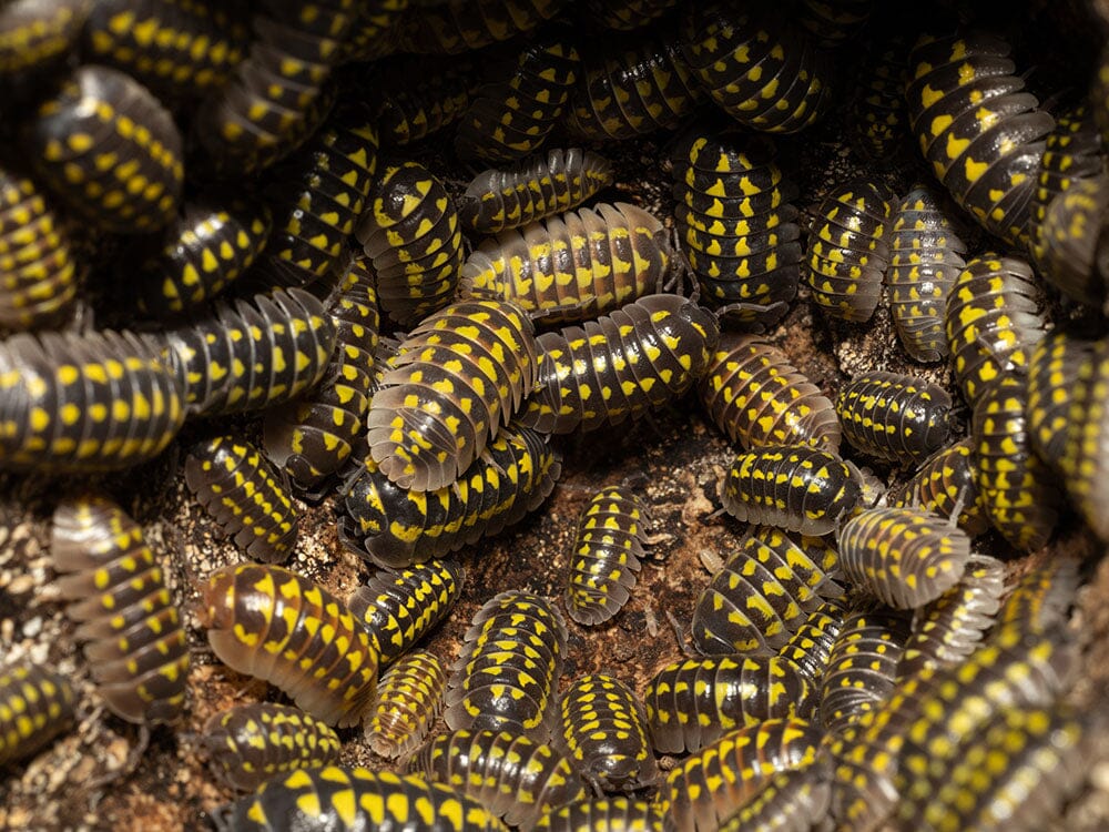 "High Yellow Spotted Giant" isopods (Armadillidium Gestroi)