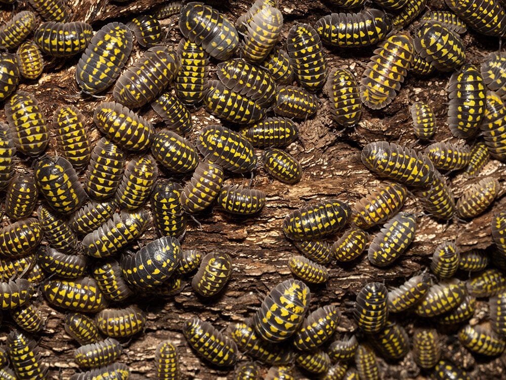 "High Yellow Spotted Giant" isopods (Armadillidium Gestroi)