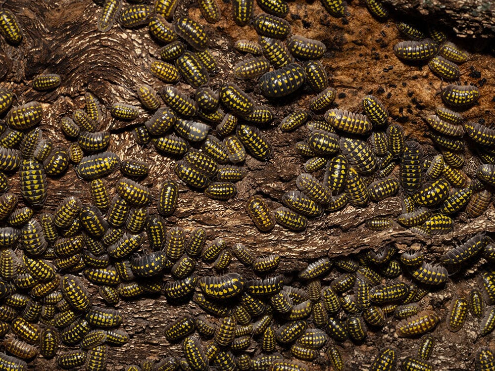 "High Yellow Spotted Giant" isopods (Armadillidium Gestroi)