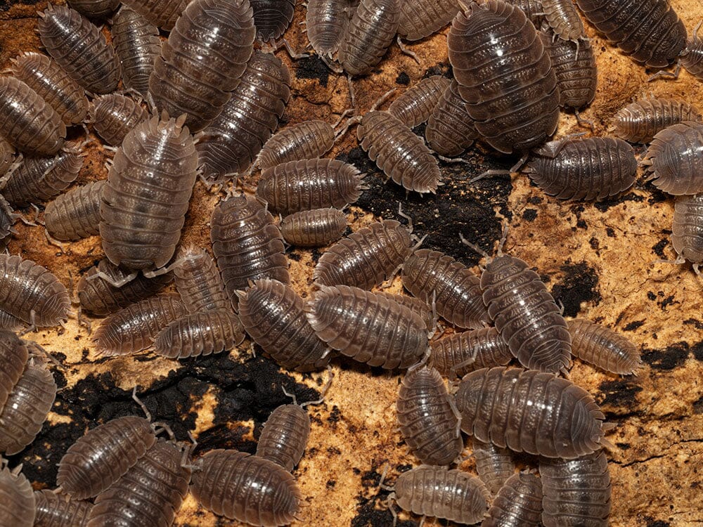 Giant Canyon Isopods (Porcellio dilatatus)