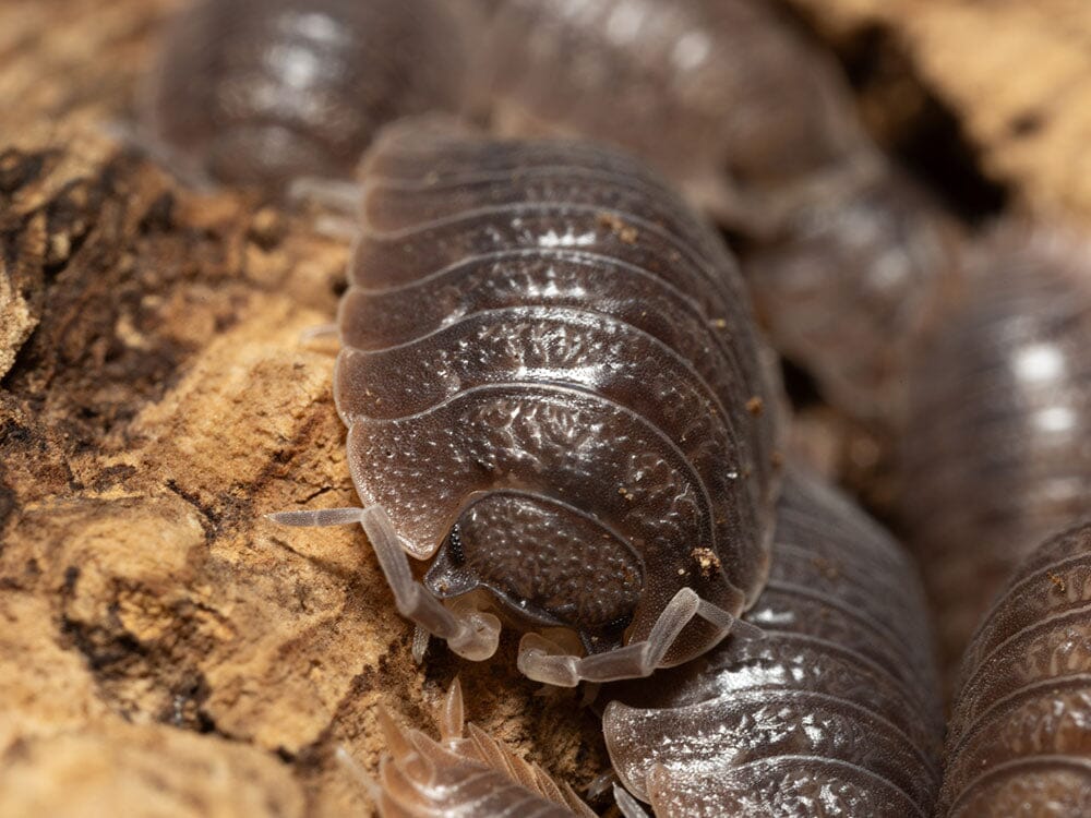 Giant Canyon Isopods (Porcellio dilatatus)