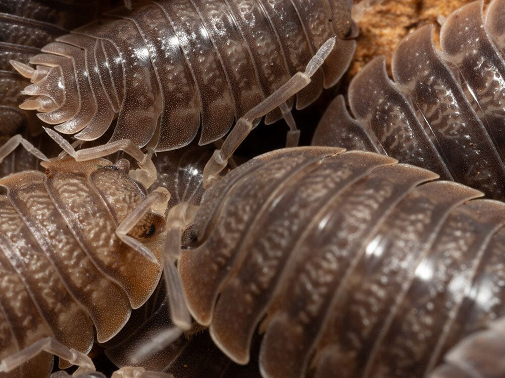 Giant Canyon Isopods (Porcellio dilatatus)