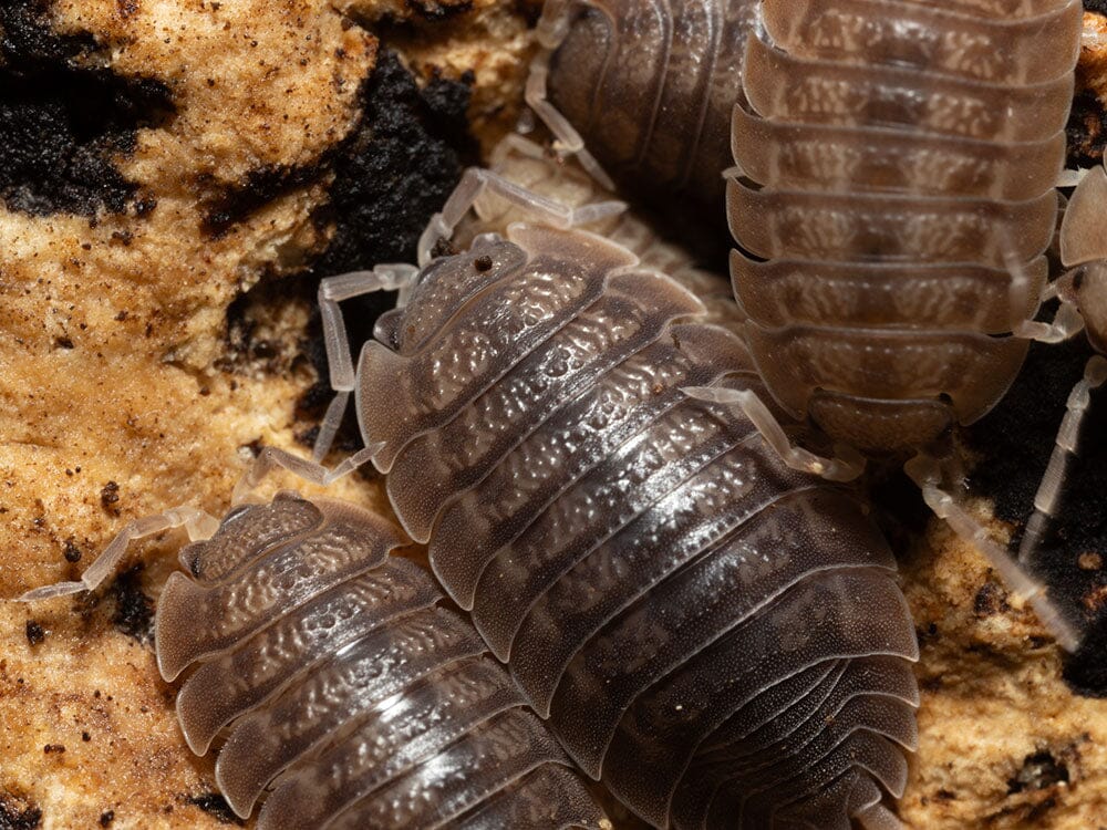 Giant Canyon Isopods (Porcellio dilatatus)