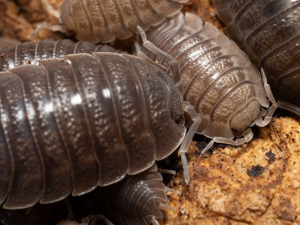 Giant Canyon Isopods (Porcellio dilatatus)