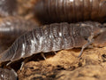 Giant Canyon Isopods (Porcellio dilatatus)