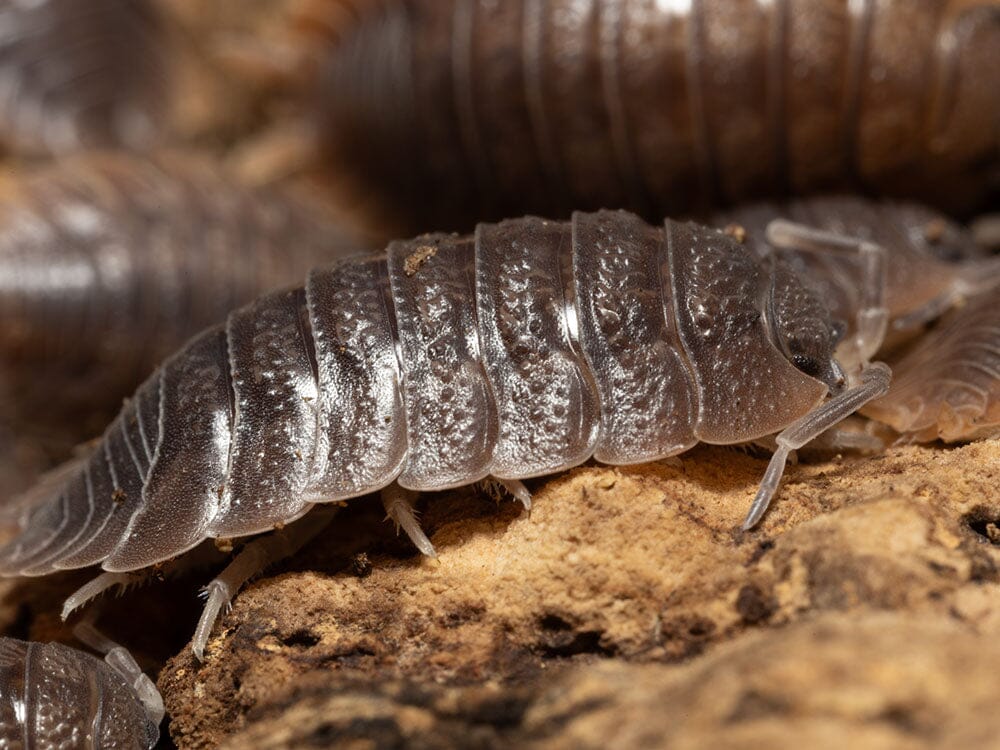 Giant Canyon Isopods (Porcellio dilatatus)
