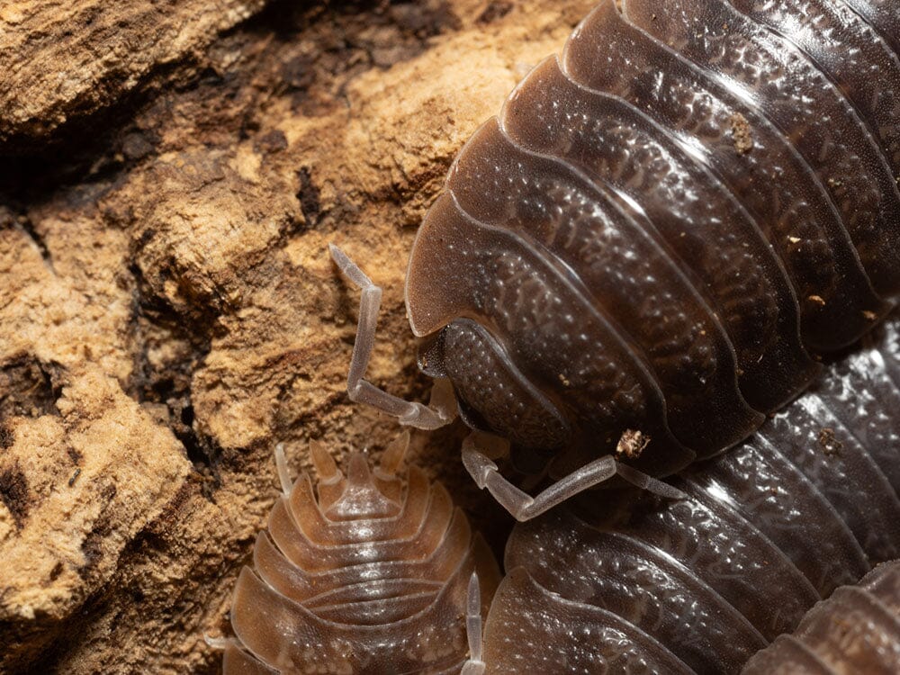Giant Canyon Isopods (Porcellio dilatatus)