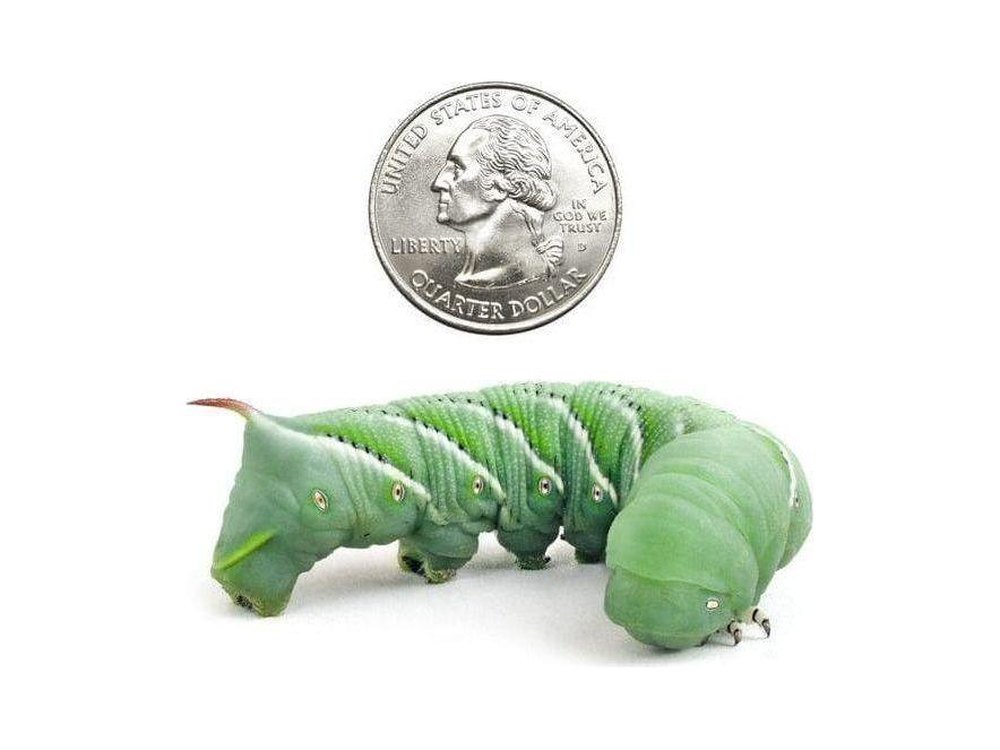 Large Hornworms