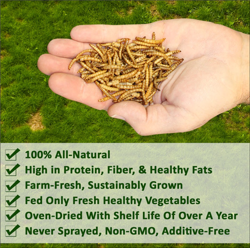 Worm Combo Pack / 5 lb. Mealworms & 5 lb. Grub-Worms