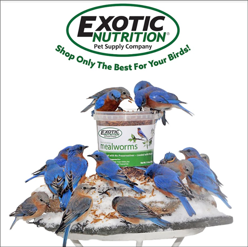 Worm Combo Pack / 5 lb. Mealworms & 5 lb. Grub-Worms
