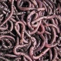 African Nightcrawlers (Eudrilus Eugeniae)