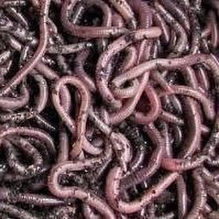 African Nightcrawlers (Eudrilus Eugeniae)