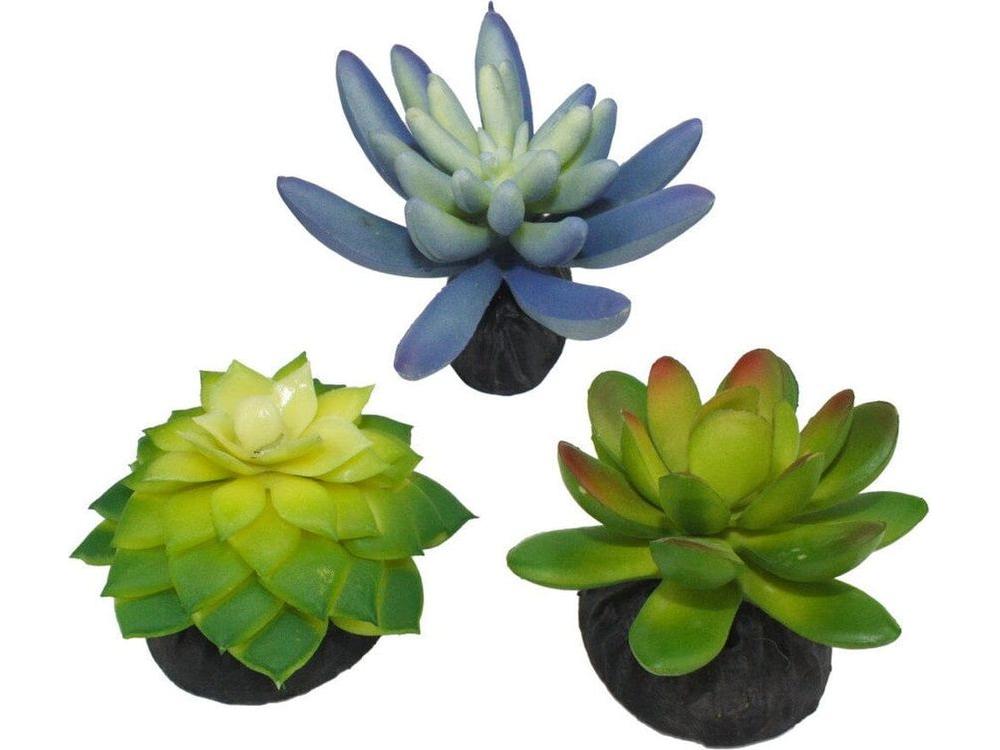 Komodo Desert Succulent Plant Blue & Green, 1ea/3 pk
