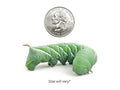 Large Hornworms FREE SHIPPING