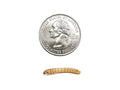 Large Mealworm 500ct Auction